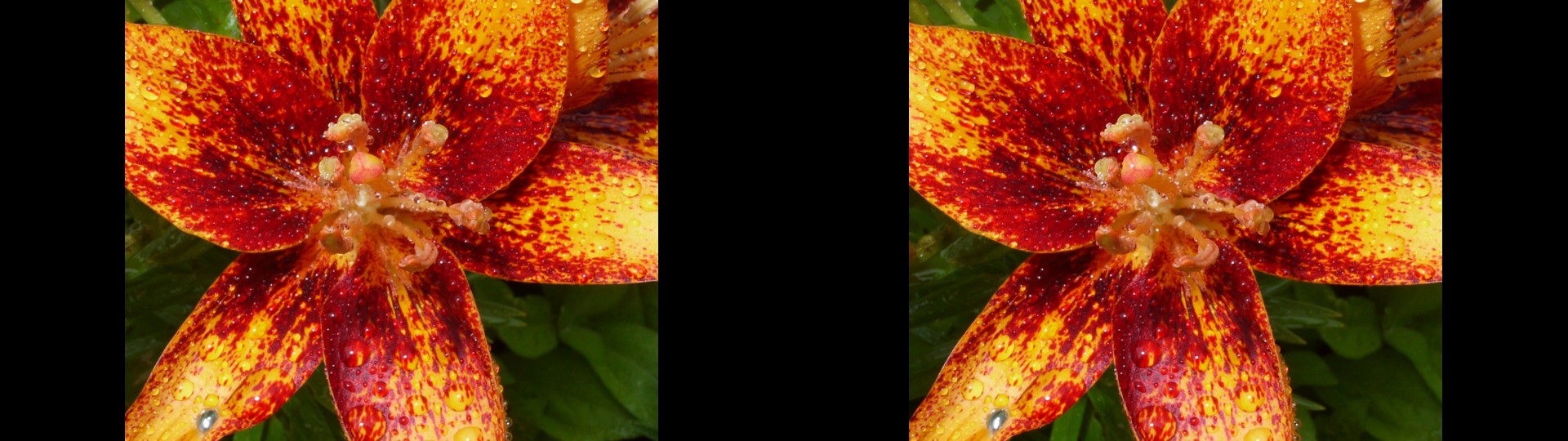 Lily in the Rain